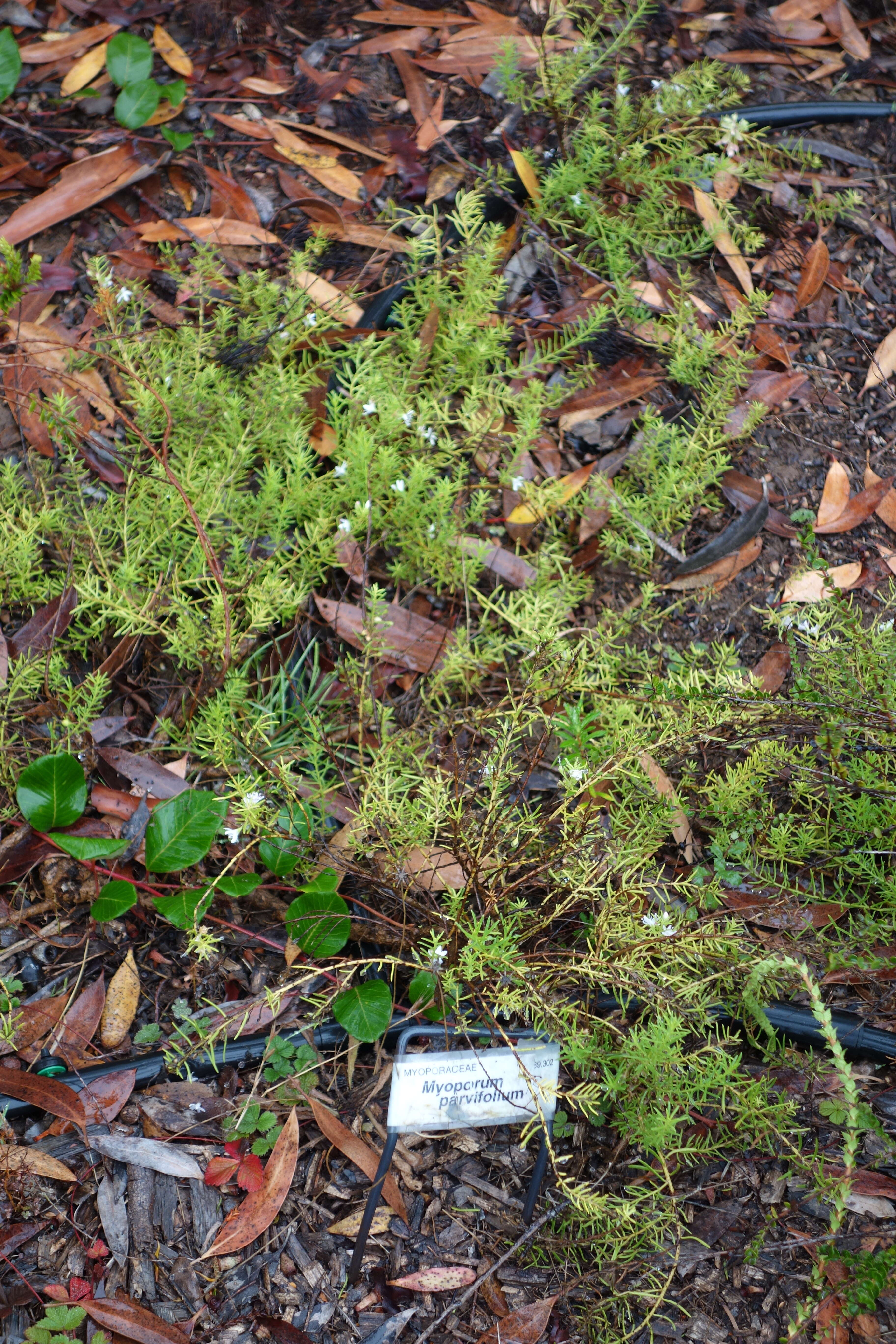 Image of slender myoporum