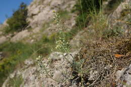 Sivun Alyssum calycocarpum Rupr. kuva