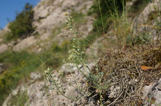 Image of Alyssum calycocarpum Rupr.