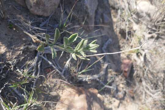 Image of Senecio hirtifolius DC.