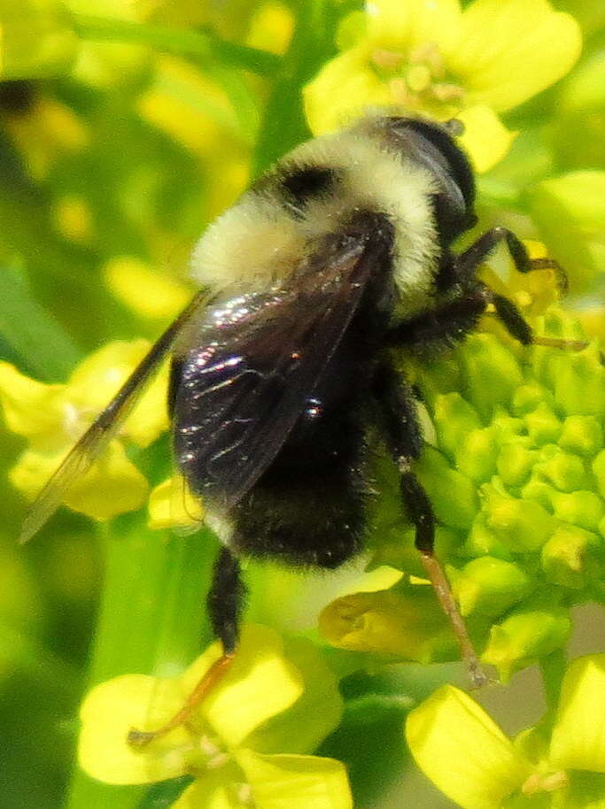 Imagem de Eristalis flavipes Walker 1849