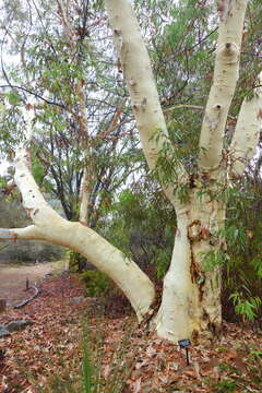 Image of Eucalyptus laeliae Podger & Chippendale