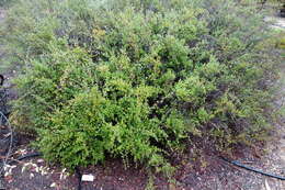 Image of Hibbertia truncata H. R. Toelken