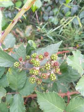 Image of Rubus procerus P. J. Müll. ex Genev.