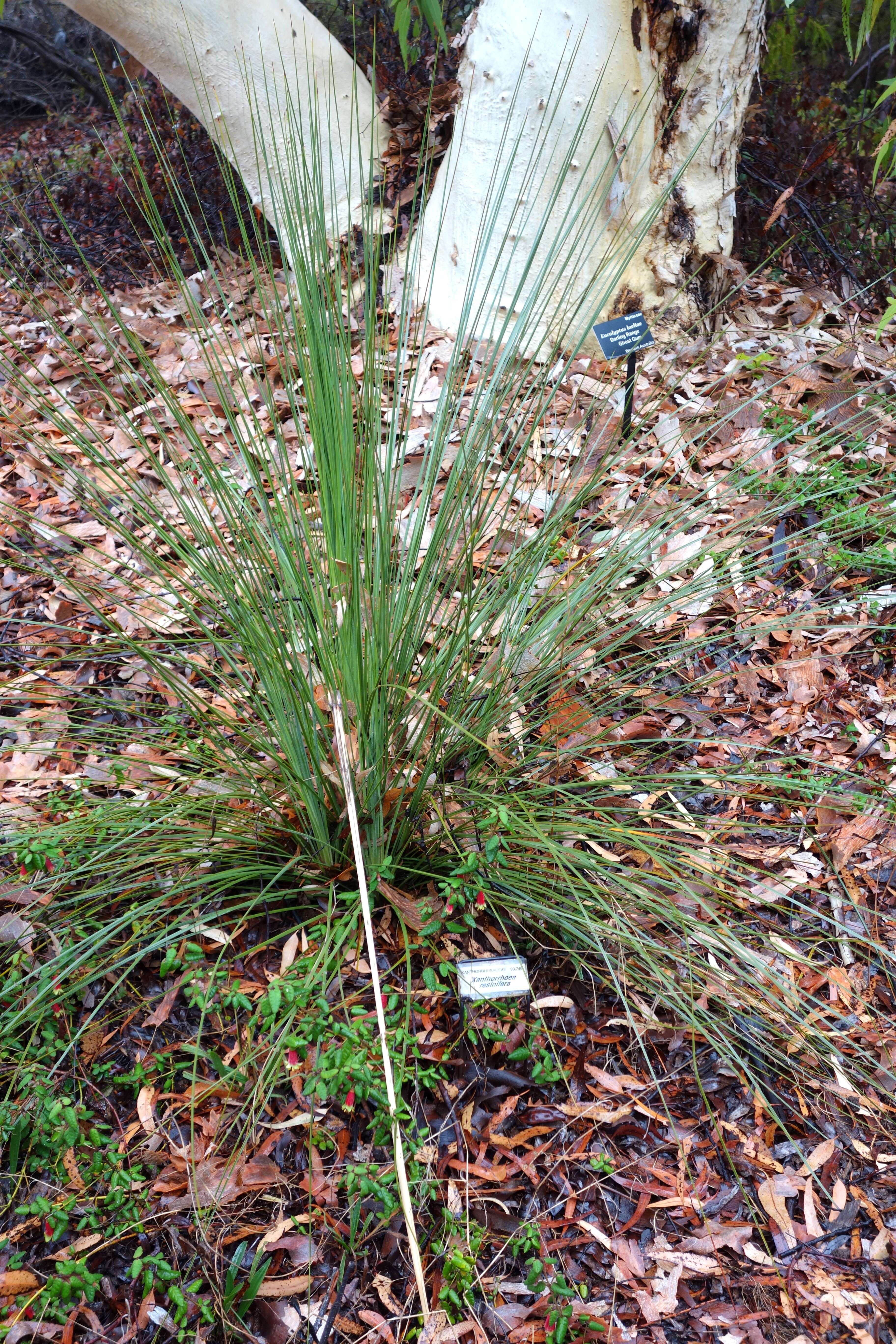 Image of Xanthorrhoea resinosa Pers.