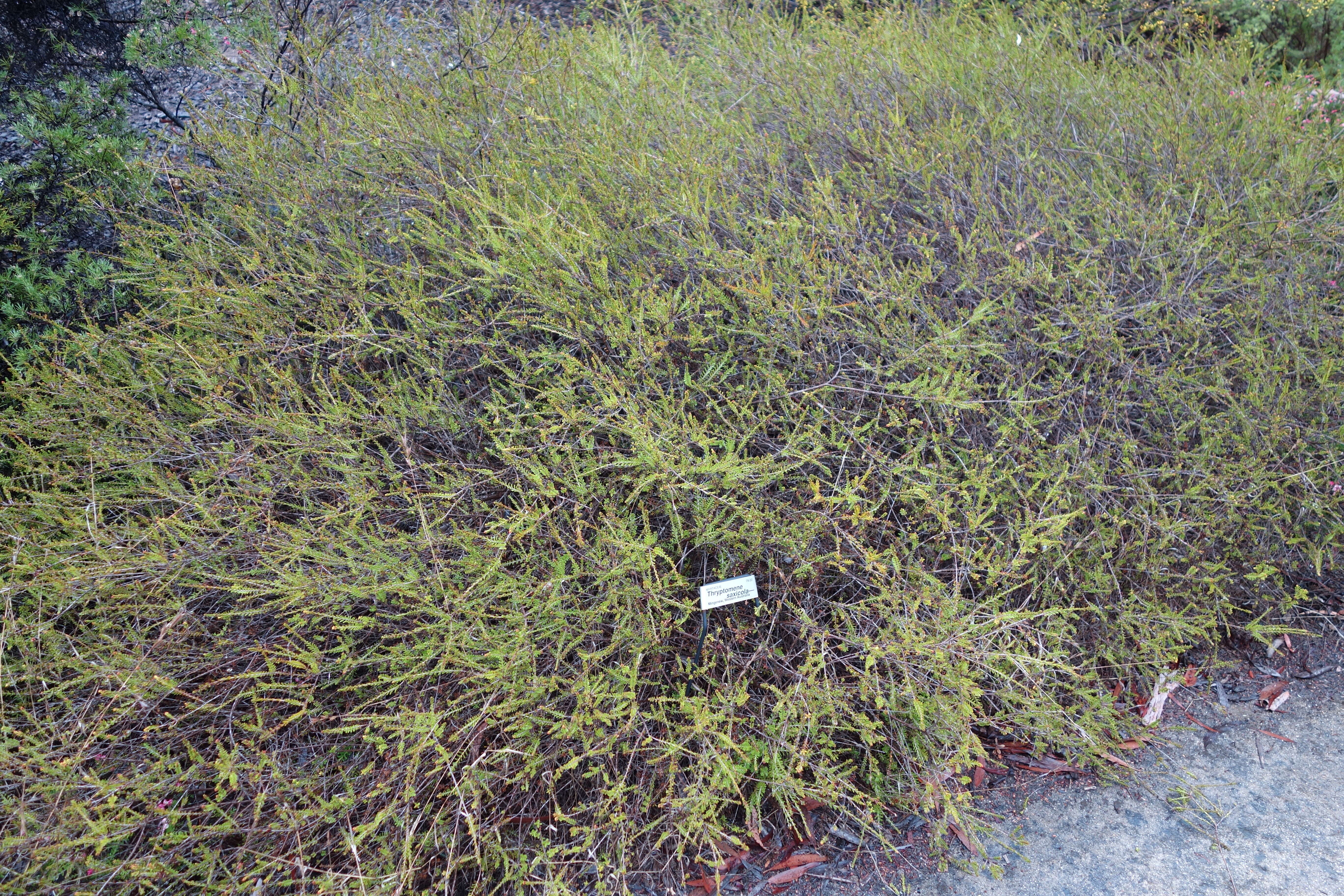 Sivun Thryptomene saxicola (A. Cunn. ex Hook.) Schauer kuva