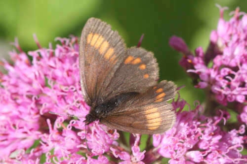 Image of Erebia pharte pharte