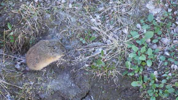 Image of Brown Lemming