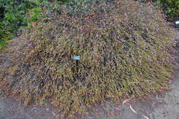 Image of Thryptomene