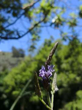 Image of Lavandula canariensis (L.) Mill.