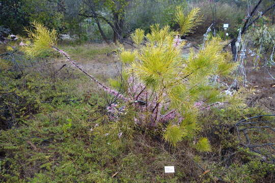 Imagem de Hakea bakeriana F. Müll. & Maiden