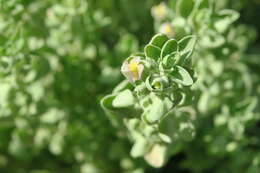 Schweinfurthia papilionacea (L.) Boiss.的圖片