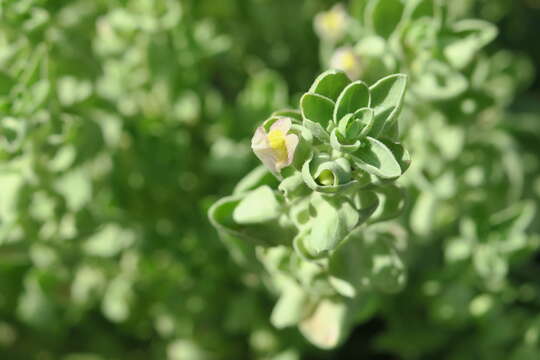 Image of Schweinfurthia papilionacea (L.) Boiss.