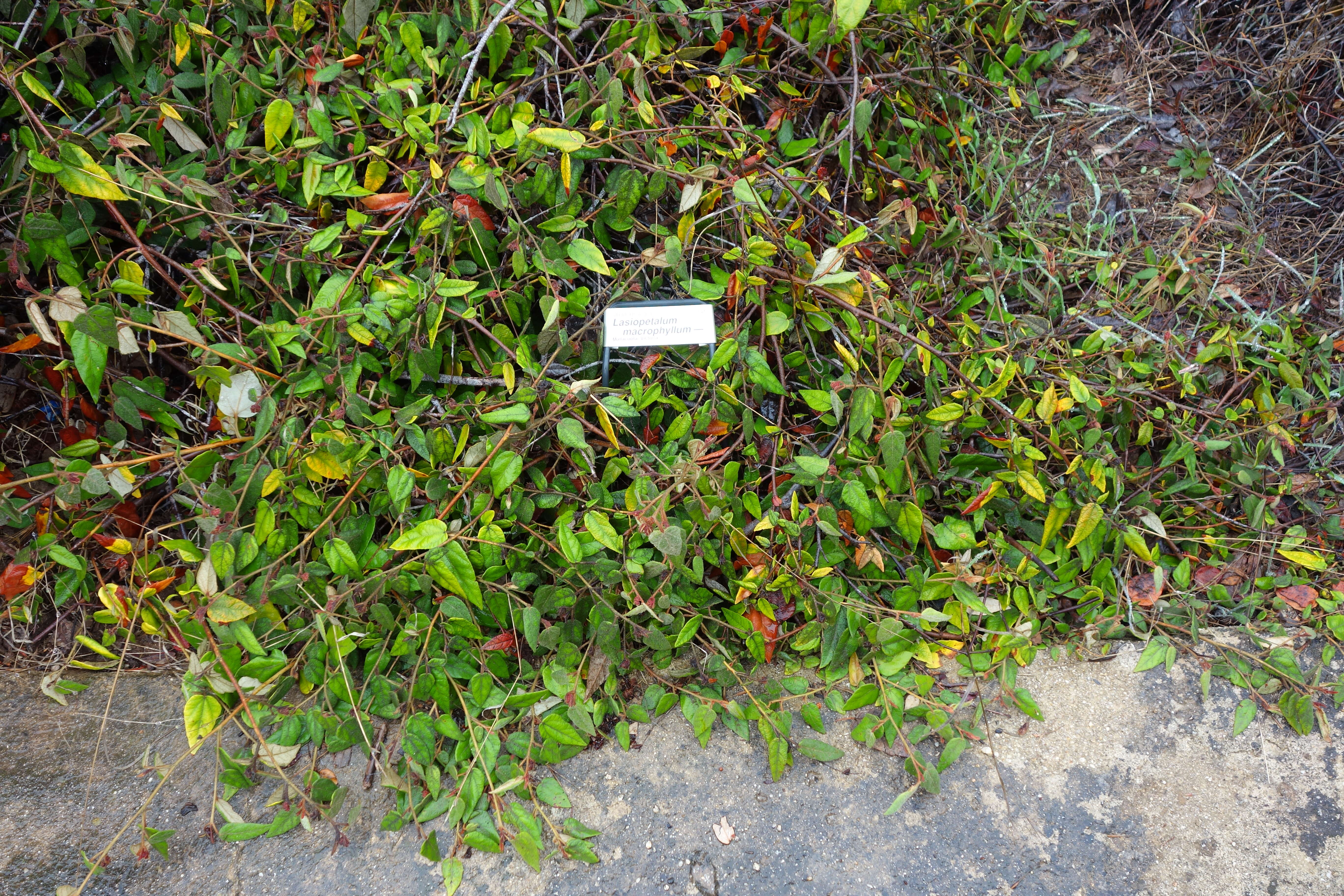 Image of Lasiopetalum macrophyllum R. Grah.