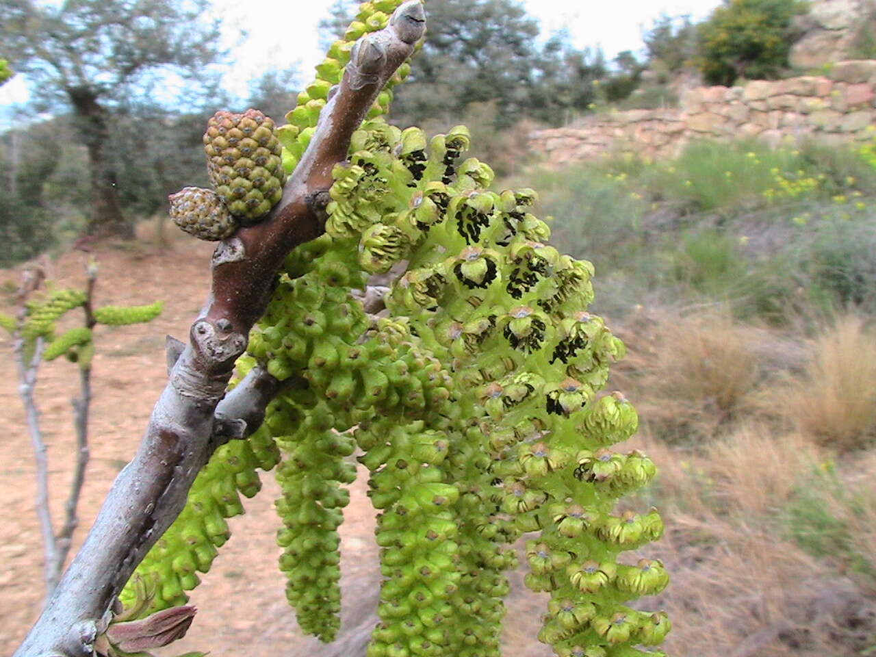 Image of Common walnut