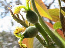 Image of Common walnut