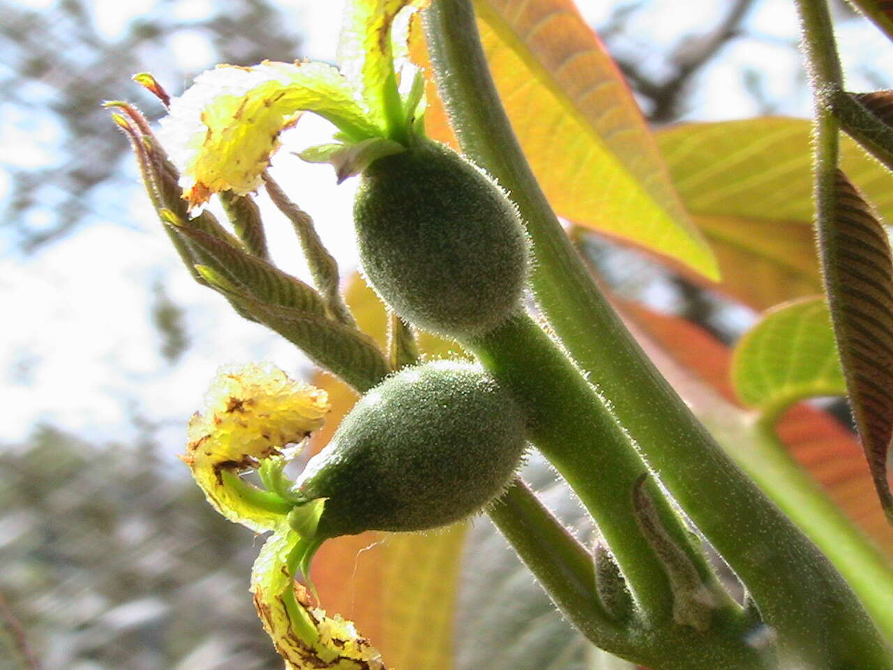 Image of Common walnut