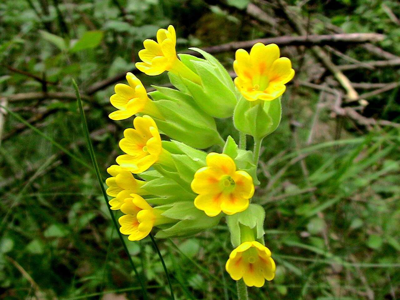 Image of Cowslip