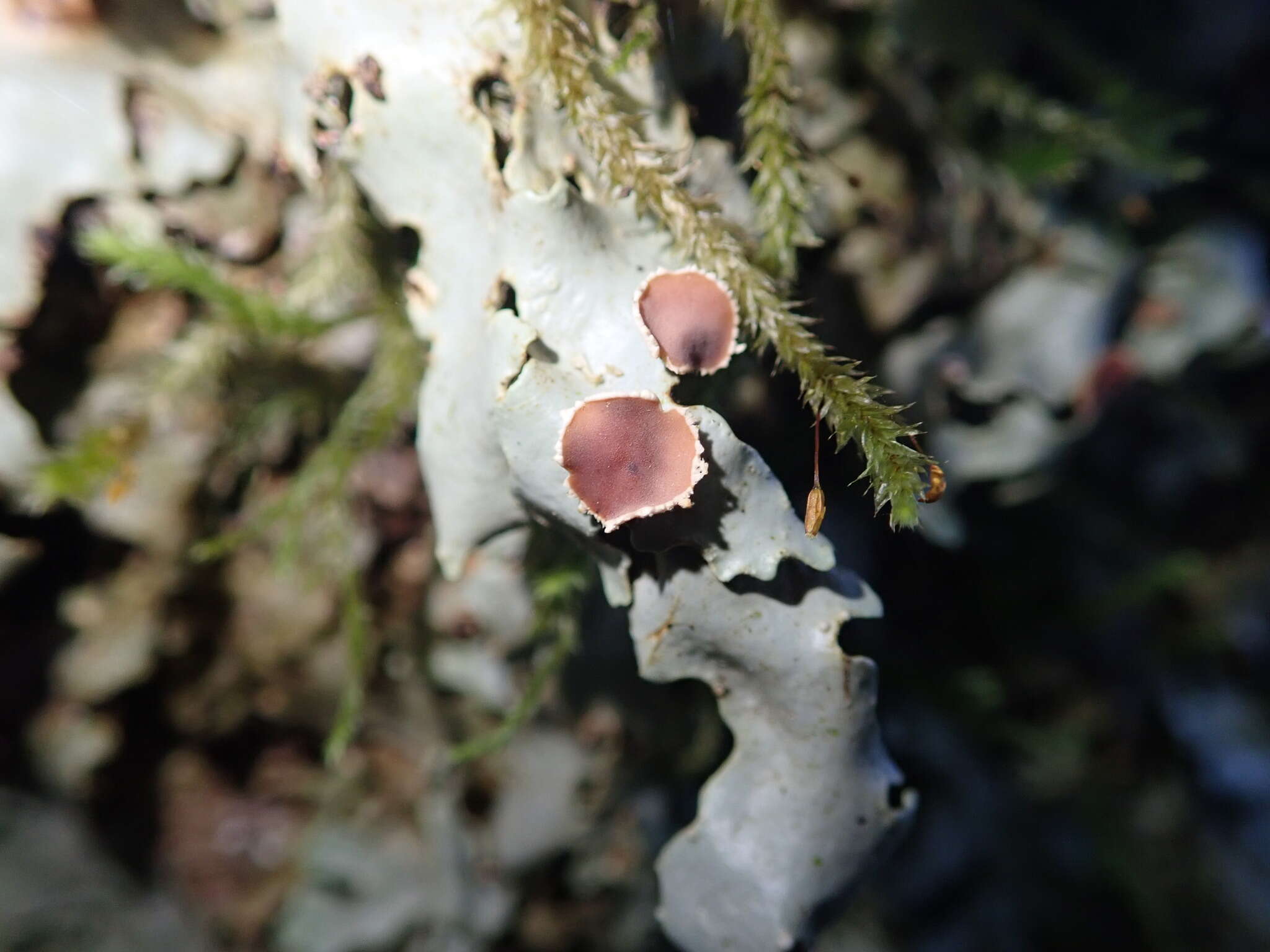 Image of Pseudocyphellaria homeophylla (Nyl.) Dodge