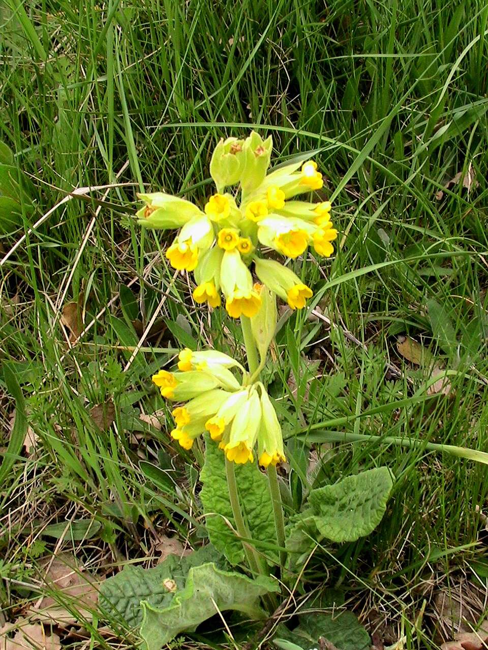 Image of Cowslip