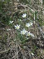 Image of white blue-eyed grass