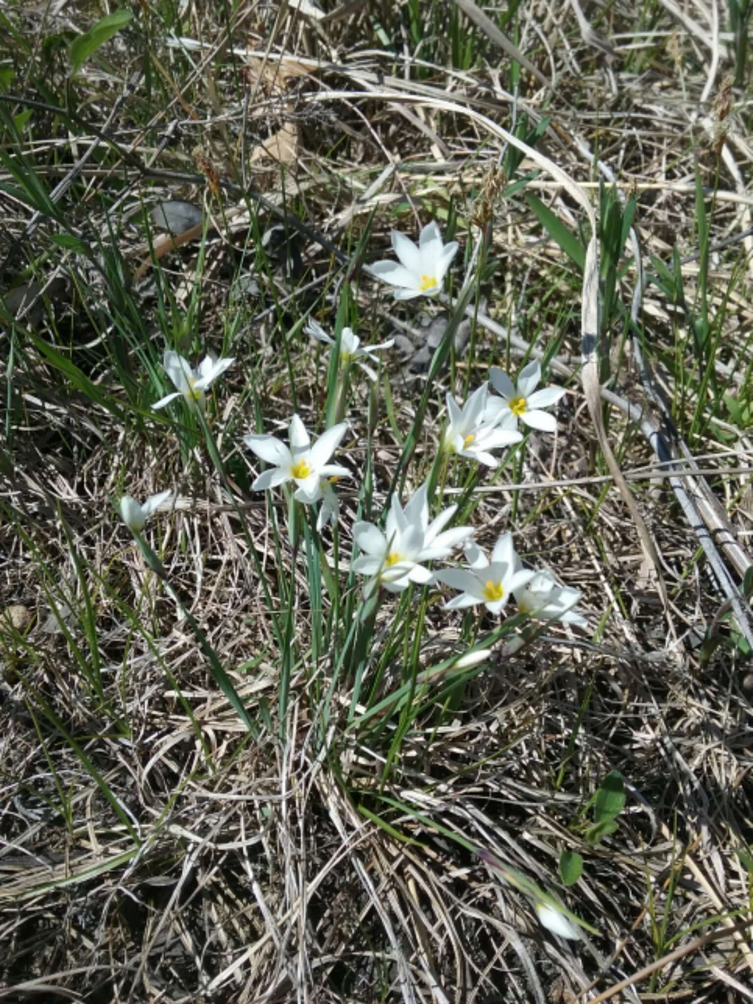 Image of white blue-eyed grass