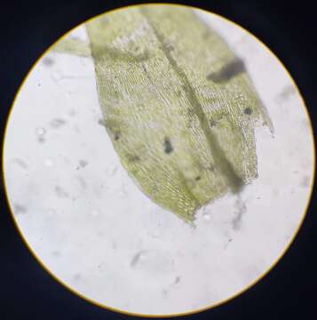 Image of brachythecium moss