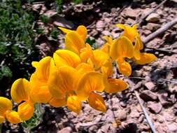 Image of Common Bird's-foot-trefoil