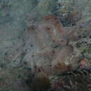 Image of Chondrilla caribensis Rützler, Duran & Piantoni 2007