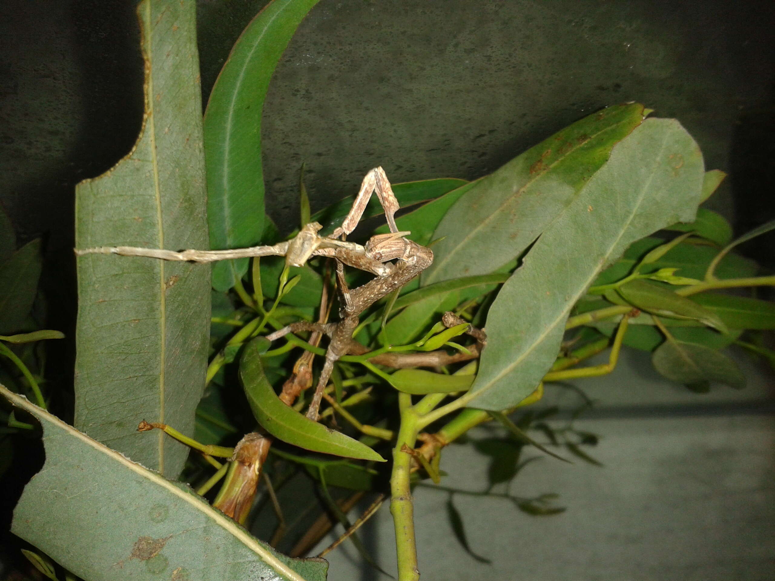 Image of Achrioptera fallax Coquerel 1861