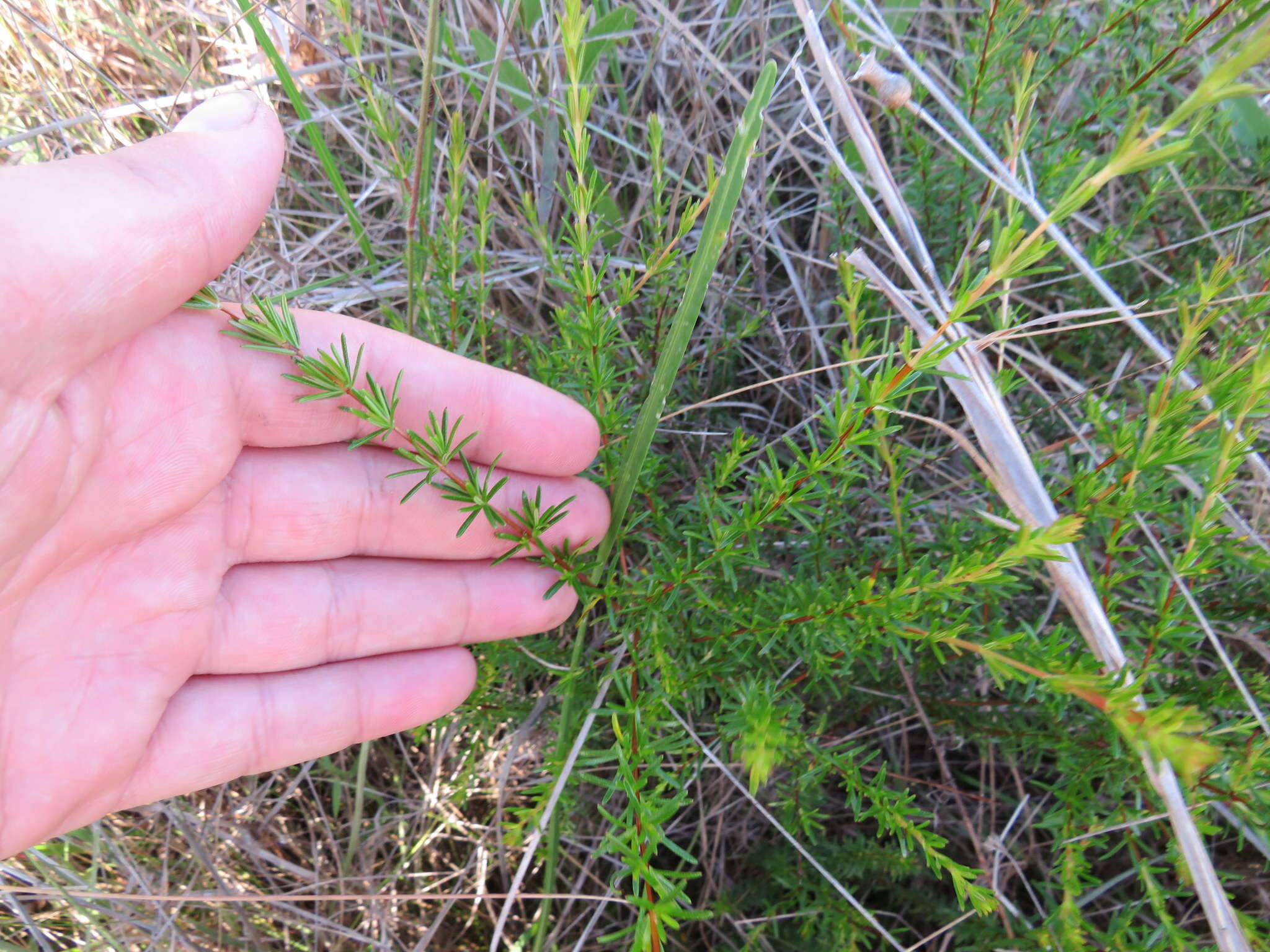 صورة Hypericum brachyphyllum (Spach) Steud.