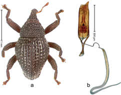 Image of Trigonopterus foveatus Riedel 2014