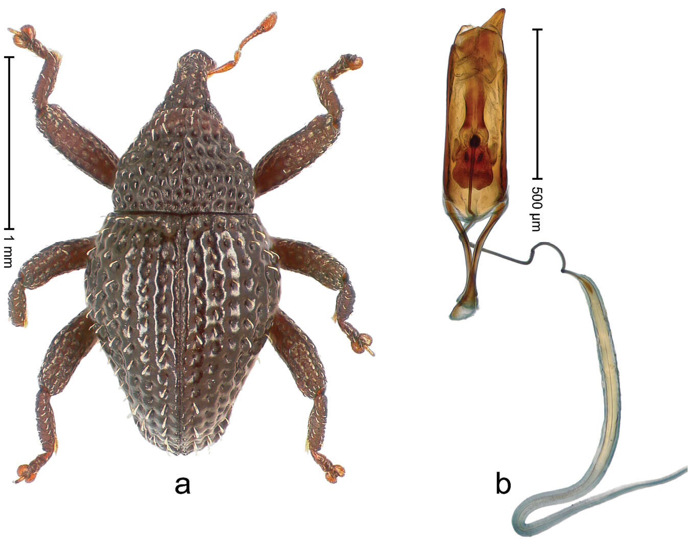 Image of Trigonopterus foveatus Riedel 2014