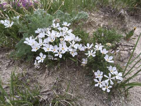 Imagem de Phlox andicola E. Nelson