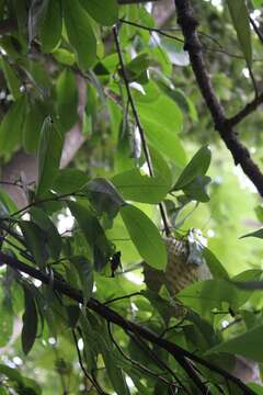 Image of soursop