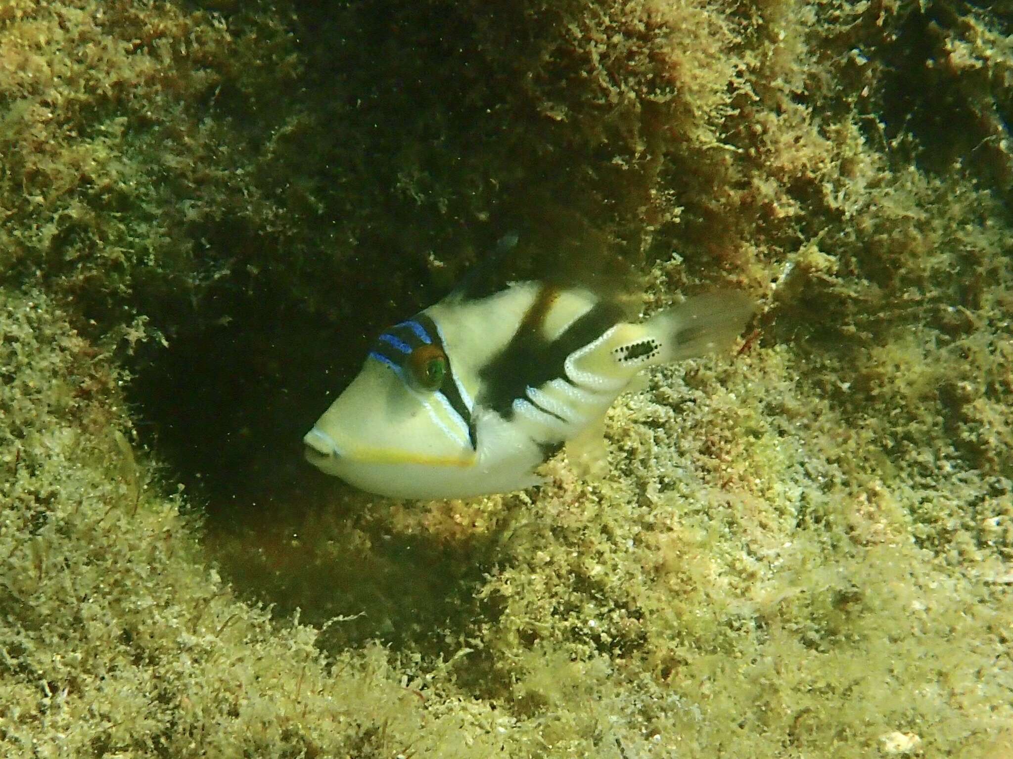 Image of Lagoon triggerfish