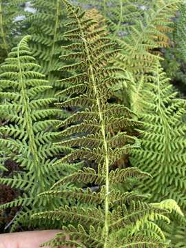 Image of Woodsia montevidensis (Spreng.) Hieron.