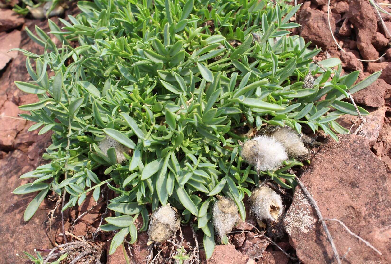 Image of Oxytropis nuda Basil.