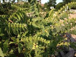 Image of black henbane