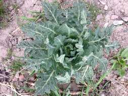 Image of black henbane