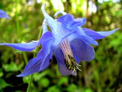 Plancia ëd Aquilegia vulgaris L.