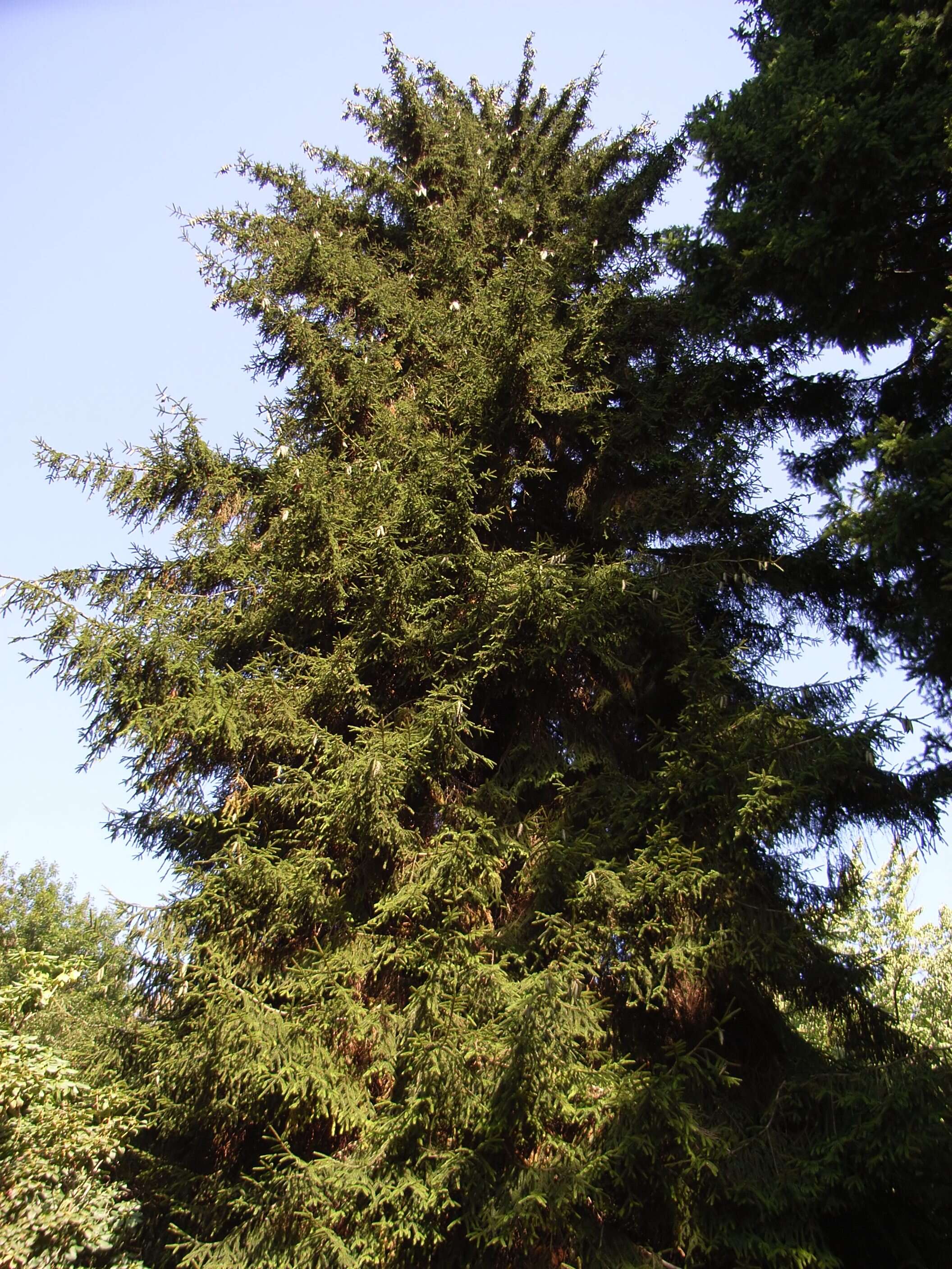 Image of Caucasian Spruce