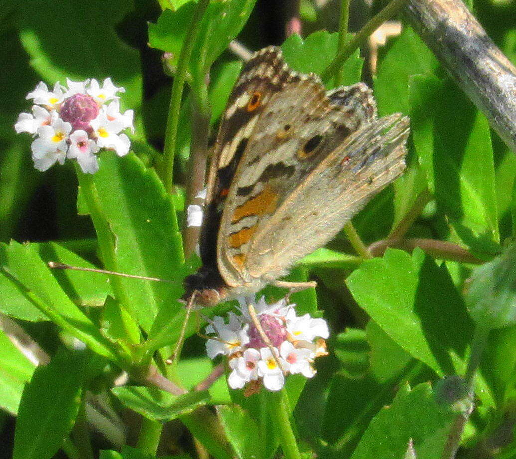 Слика од Junonia orithya madagascariensis Guenée 1872