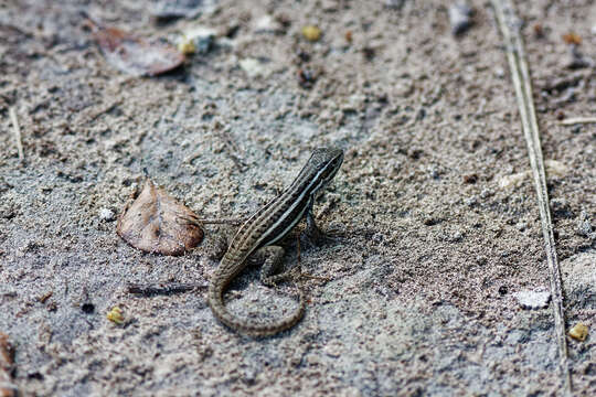 Image of Leiocephalus stictigaster septentrionalis Garrido 1975