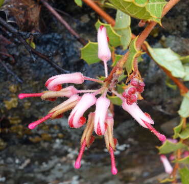 Image of Grevillea pilosa George