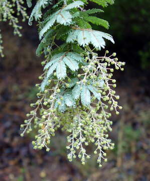 Image of cootamundra wattle