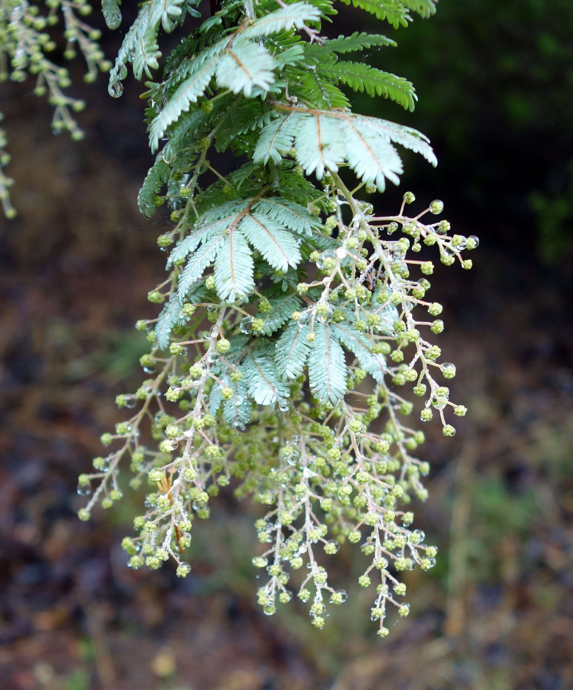 Image of cootamundra wattle