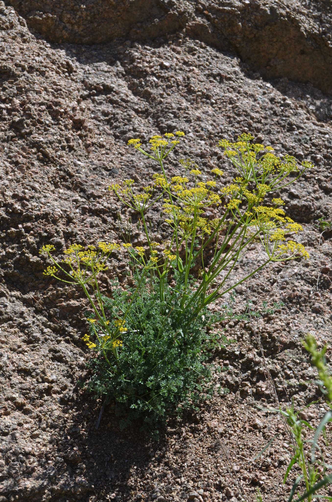 Ferula transiliensis (Herder) M. G. Pimenov resmi