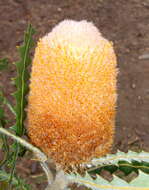 Image of Banksia victoriae Meissn.