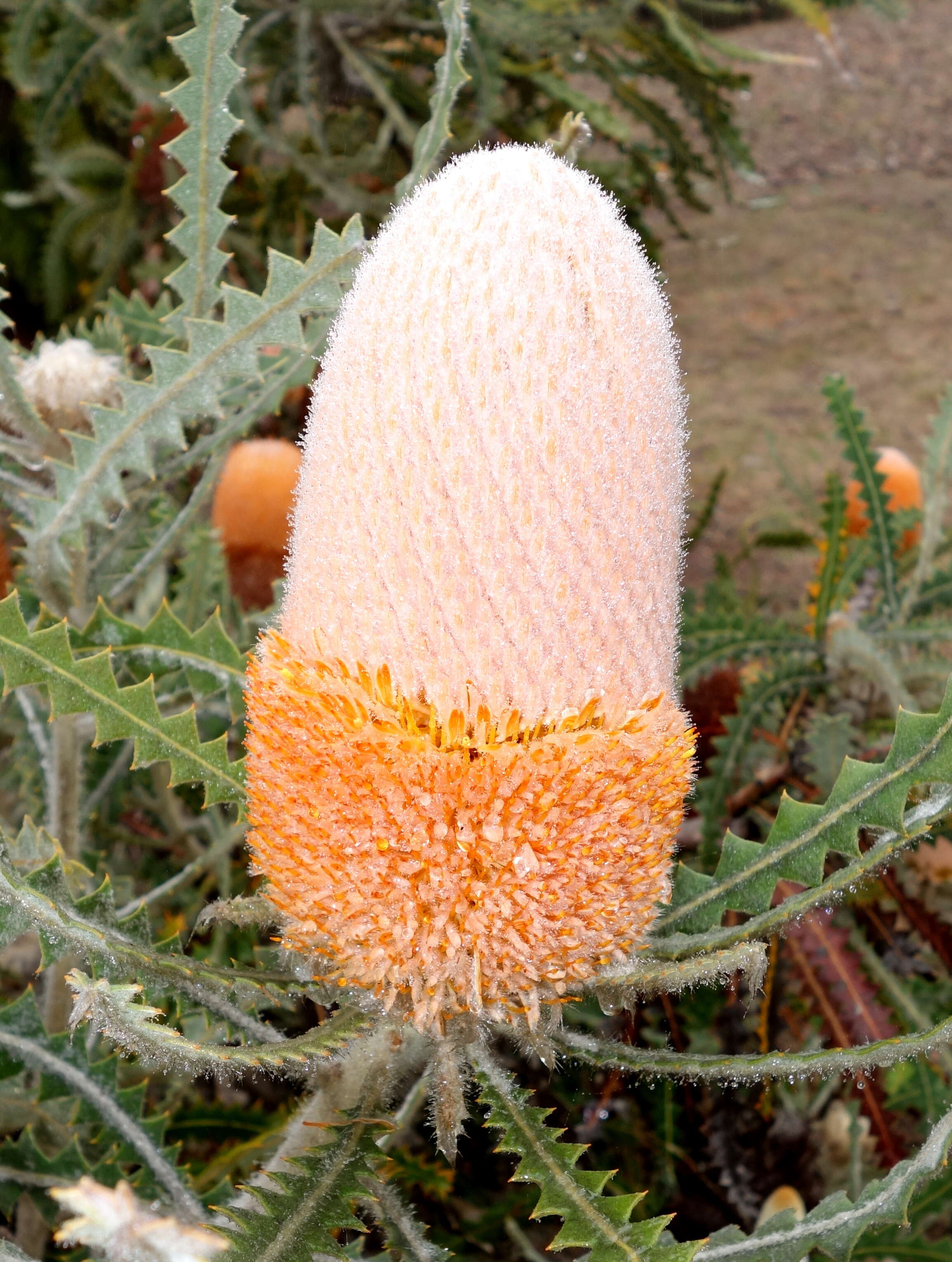 Image of Banksia victoriae Meissn.